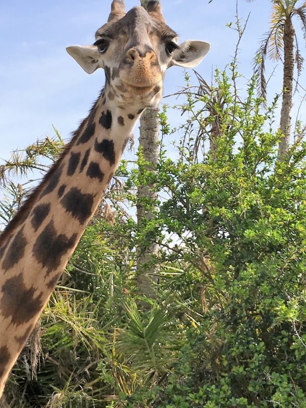 Why, hello there! Kilimanjaro Safari, Disney's Animal Kingdom